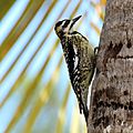 Yellow-bellied sapsucker (Sphyrapicus varius) juvenile