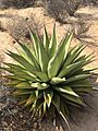 Agave shawii goldmaniana 23309804