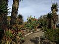 Aloe diversity