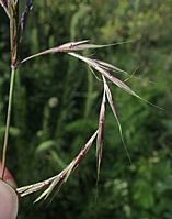 Andropogon gerardii spikelet pairs