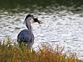 Ardea cinerea gallinula 8898