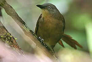 Ashy-headed Laughingthrush (Garrulax cinereifrons).jpg