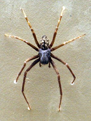 AustralianMuseum spider specimen 66.JPG