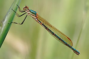 Austrolestes cingulatus.jpg