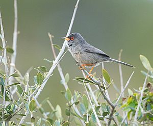 Balearic Warbler.jpg