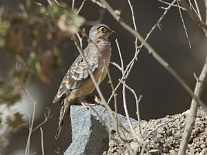 Bare-faced Ground-Dove.jpg