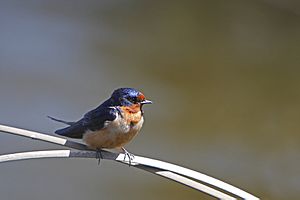 Barn Swallow