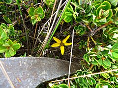 Bidens andicola - Páramo de Ocetá