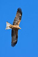 Black Kite June09