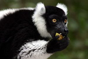 Black and white ruffed lemur