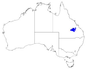 Boronia duiganiae DistMap34.png