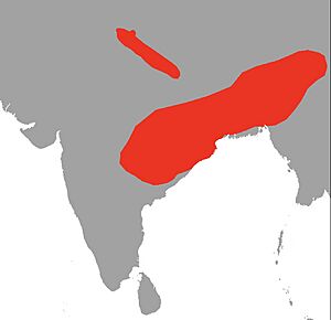 Bungarus fasciatus Map.jpg