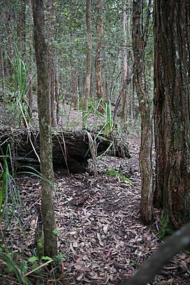 Cambewarra Range Nature Reserve(1).jpg