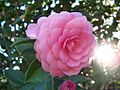 Camellia japonica 'Pink Perfection'