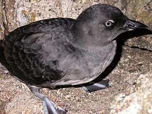 Cassins Auklet.jpg