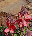 Chubhujeje (Indigofera sanguinea) (32426413295)