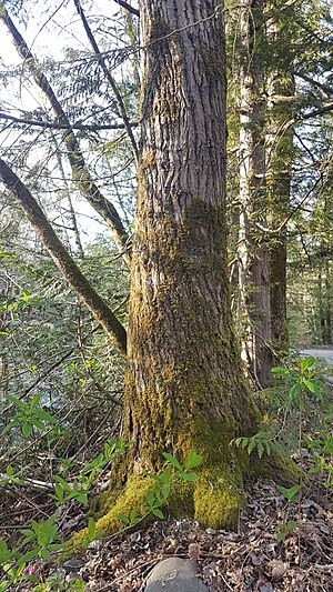 Coquitlam river vegetation