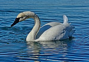 Cygnus buccinator swimming Toronto