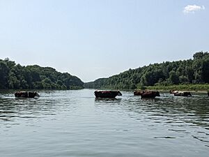 Danube Delta Distributary