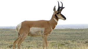 Desert pronghorn