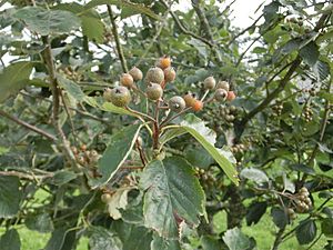 Devon Whitebeam.JPG