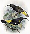 Drepanis pacifica-Keulemans.jpg