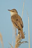 Drosselrohrsänger Great reed warbler.jpg