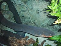 Electric-eel2