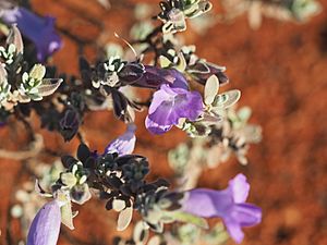 Eremophila demissa (leaves and flowers).jpg