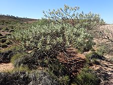 Eremophila rigens (habit)