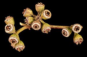 Eucalyptus chloroclada fruit