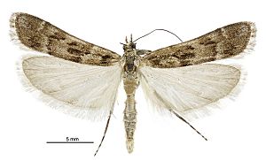 Eudonia gyrotoma male2.jpg