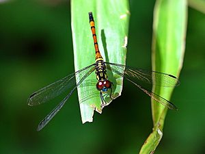 Female Agrionoptera insignis allogenes imported from iNaturalist photo 55467939 on 26 January 2020.jpg