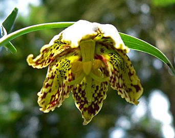 Fritillaria affinis 3