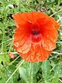 GT Poppy