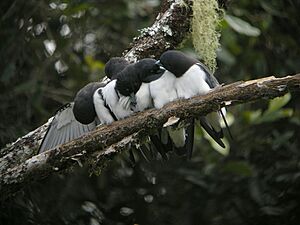 Great Woodswallow group