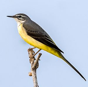 Grey wagtail by Gunjan Pandey.jpg