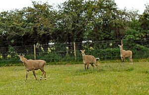 Hobbledown Children's Farm, Nilgai