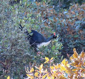 Horned Guan (Oreophasis derbianus).jpg