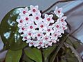 Hoya carnosa1HUNDA