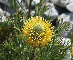 Isopogon anemonifolius 01.jpg