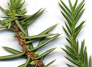 Juniper needles