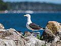 Larus marinus EM1B0978 (34665035760)