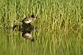 LittleGrebe DSC0240