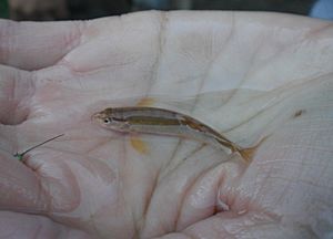 Loach Minnow.jpg