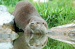 Loutre1