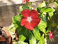 Madagascar periwinkle bdl0