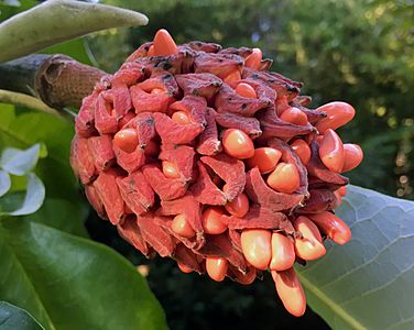 Magnolia macrophylla ssp. macrophylla fruit