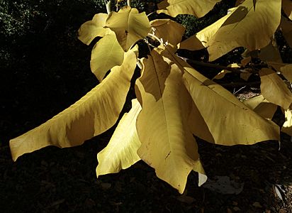 Magnolia macrophylla ssp. macrophylla leaves