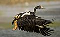 Magpie Goose taking off